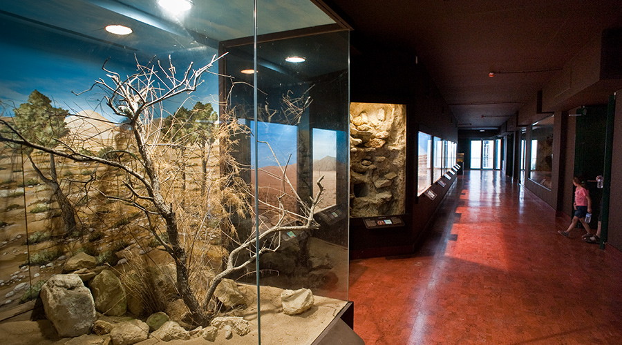 mouseio-fysikis-istorias-natural-history-museum-heraklion-ekthemata-exhibits-2
